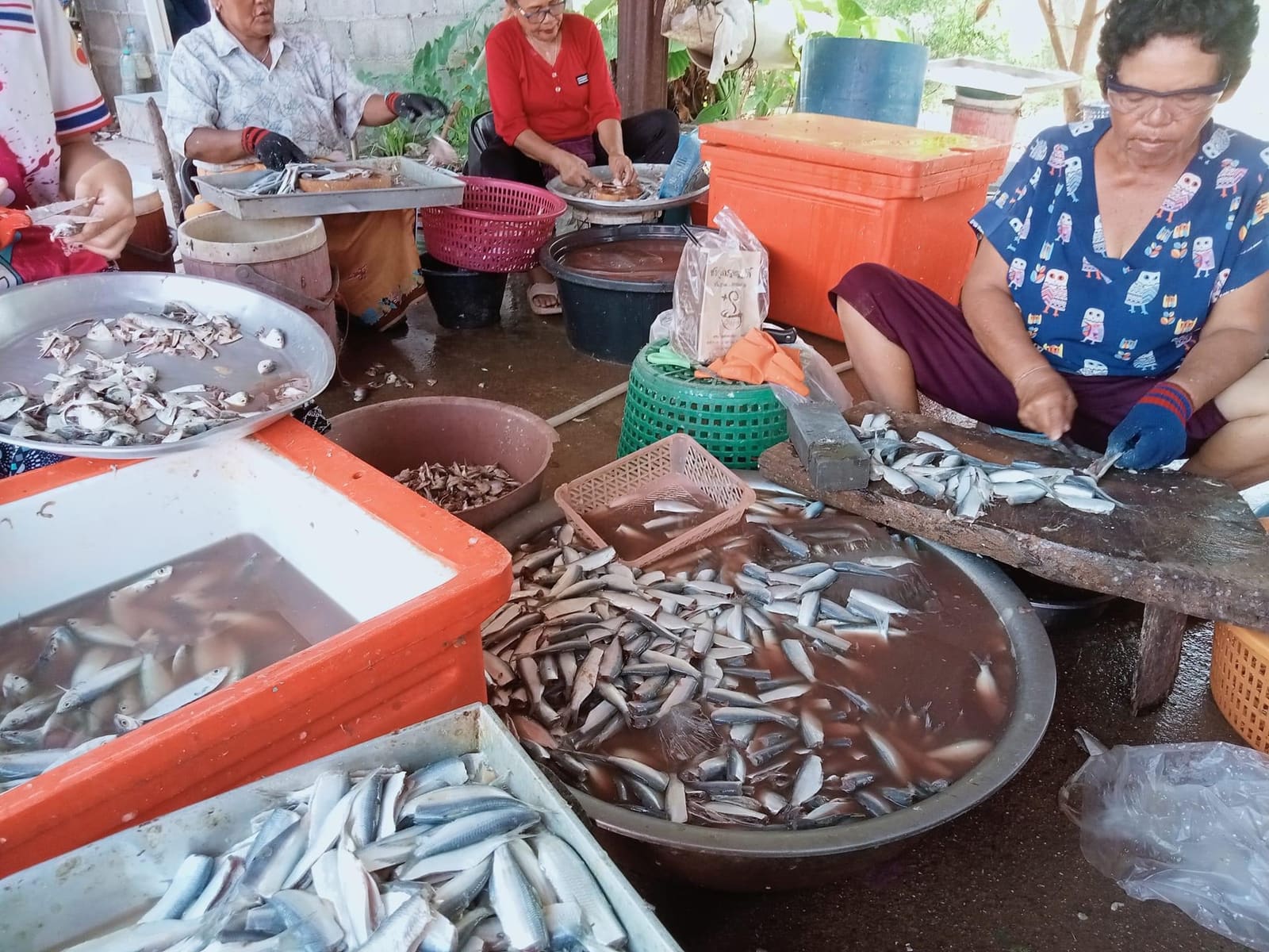 ชาวบ้านช่วยกันคัดปลาในกะละมัง